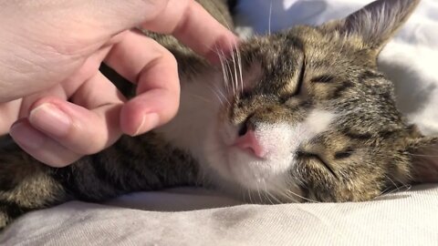 Tickling the Chin of the Baby Cat