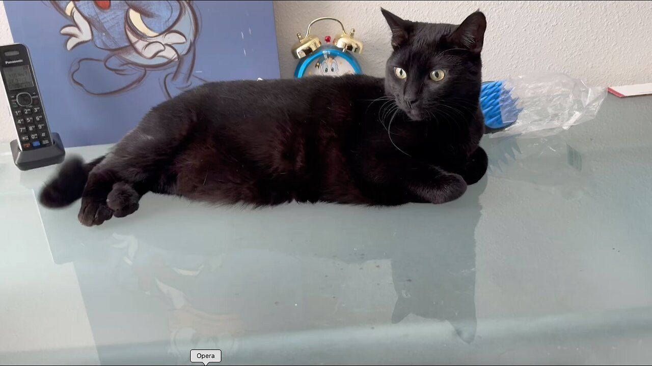 Adopting a Cat from a Shelter Vlog - Cute Precious Piper is a Long Desk Kitty