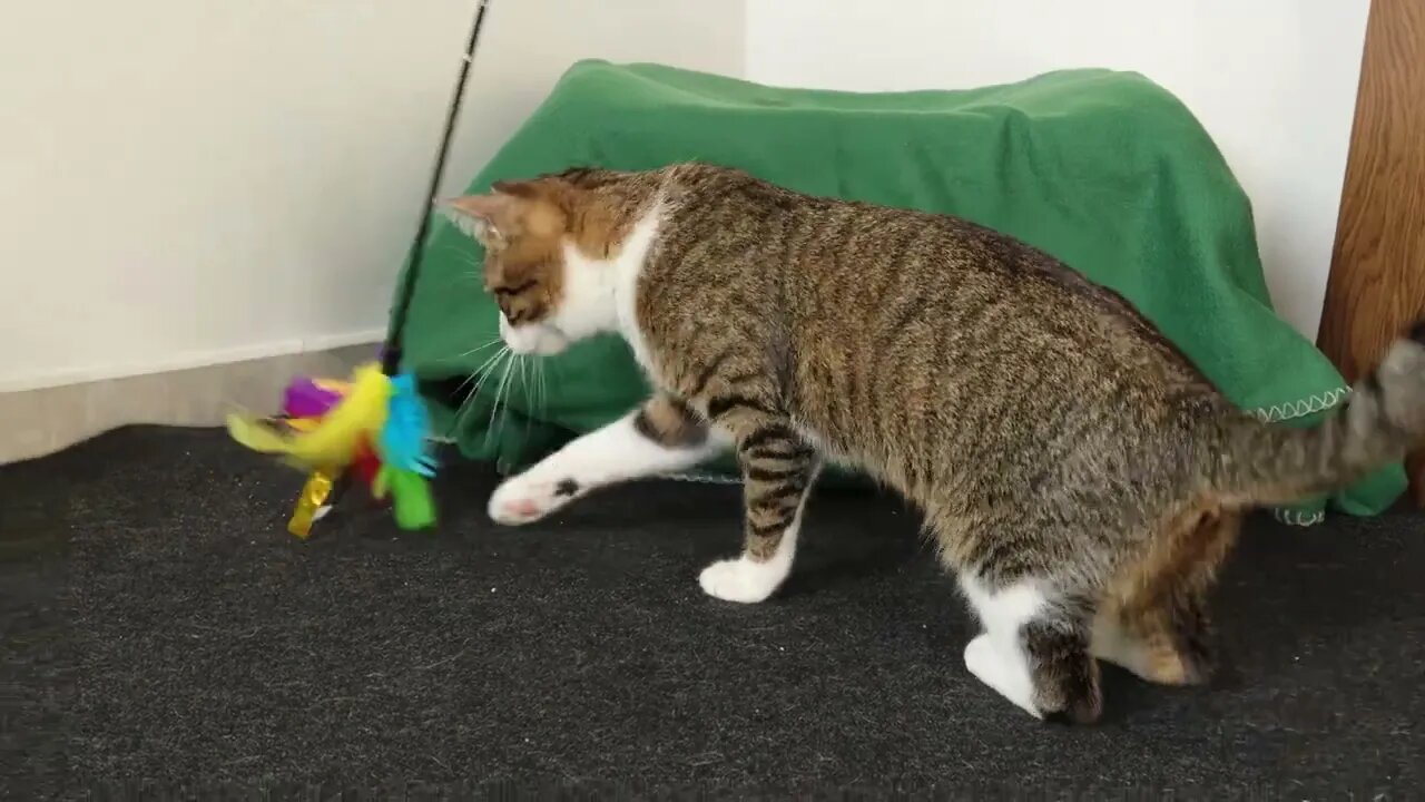 The Stalking Little Tiger