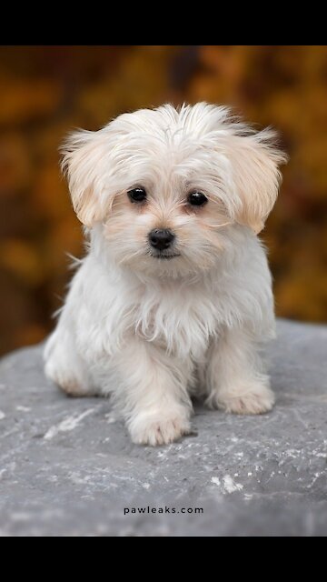 Cute puppy not afraid to jump of the sofa