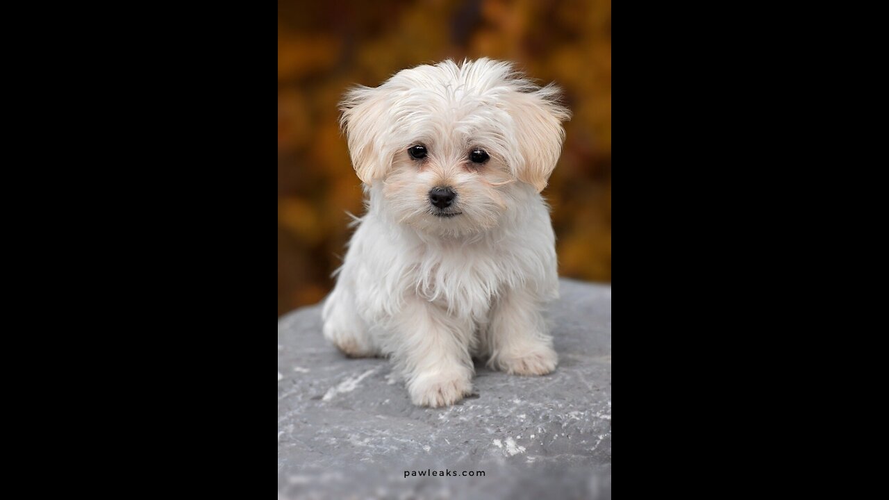 Cute puppy not afraid to jump of the sofa