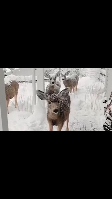 Hungry deer demands food by stomping her hoof