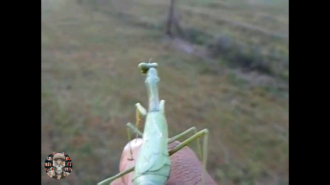 praying mantis turns grown man back into kid...