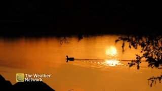 Duck coasts along Indian Harbor in golden glow of sunset