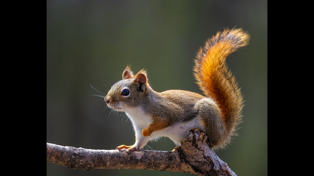 Cute squirrel climbing in the woods