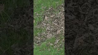 leaves #shorts