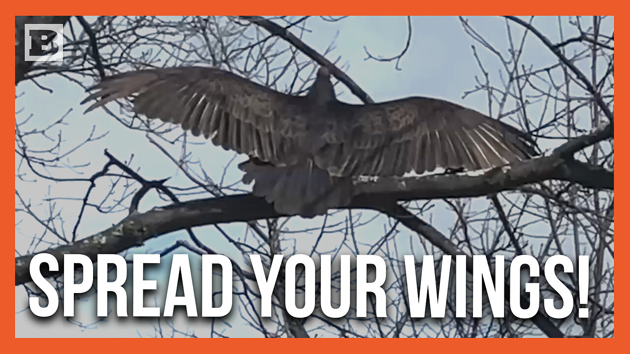 Just Gettin' Some Air, Bro! Turkey Vulture Spreads Its Wings While Perching on a Tree