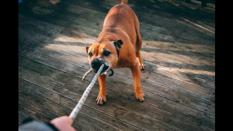 Make a Dog Become Fully Aggressive With Few Simple Tricks and hacks