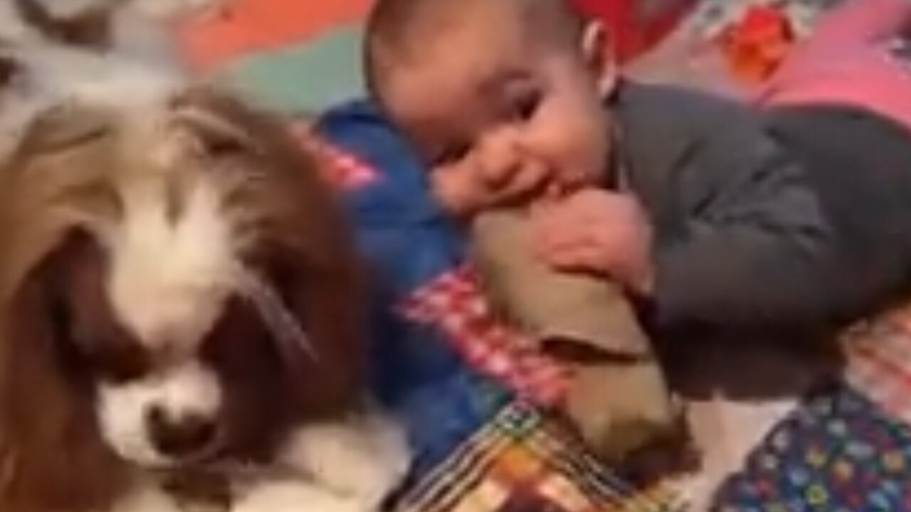 Cute Baby Playing With Dog | Love Dog | Cute Funny Video