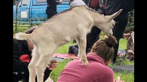 "Yoga com Cabras", um desporto no (mínimo) divertido!