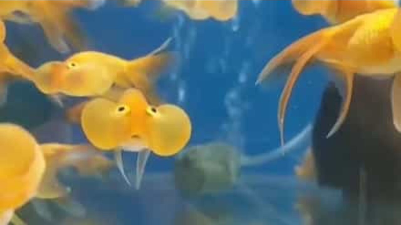 Ces poissons joufflus sont hilarants