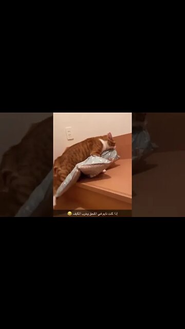 ٧ نوفمبر، ٢٠٢٢