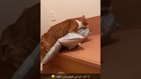 ٧ نوفمبر، ٢٠٢٢