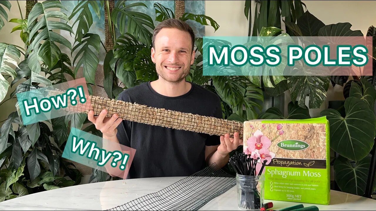 Moss Poles - Why? How? #tutorial