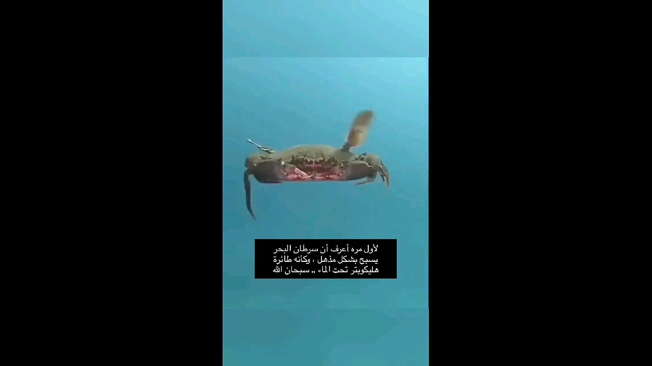 كيف يسبح سرطان البحر