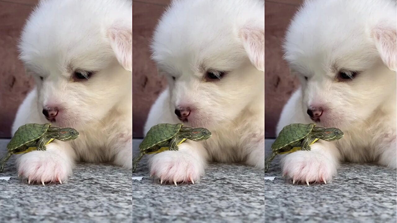 Funny and cute Animals Videos Compilation 2021