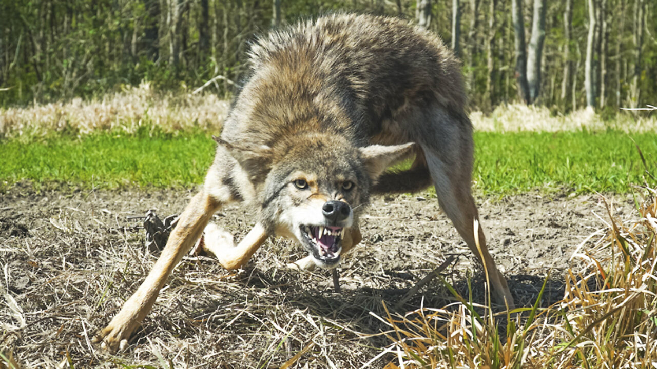 Trapping WILD COYOTES to Save Our RABBIT Population