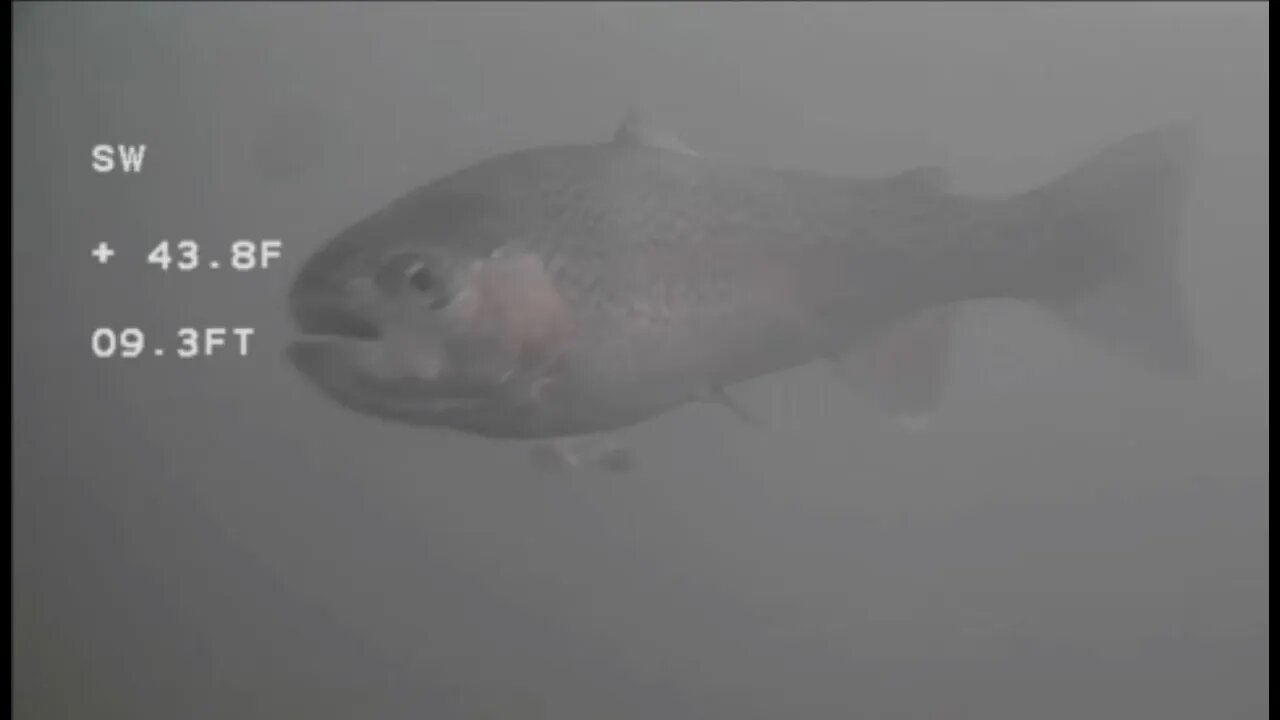 Ice Fishing 220108 - underwater camera and trout behavior