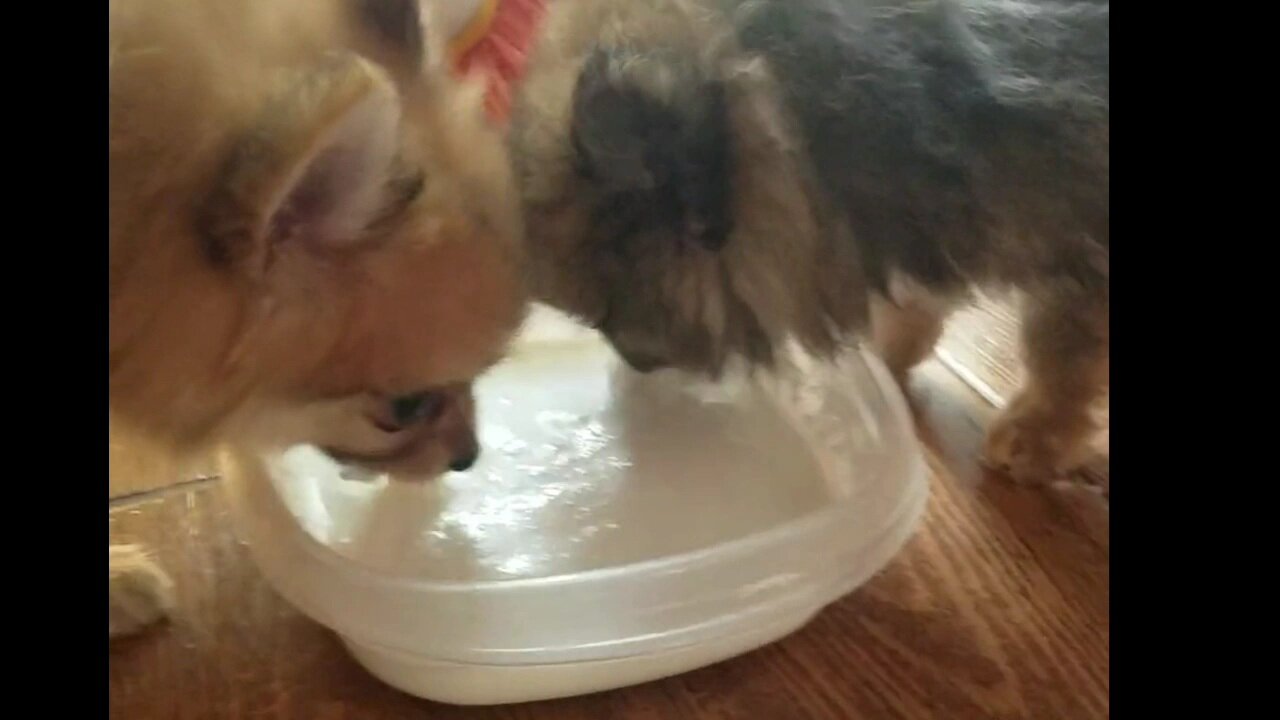 Hilarious Puppies Having meal together.