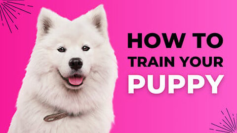 HOW TO TRAIN YOUR PUPPY FOR FOOD DISCIPLINE |