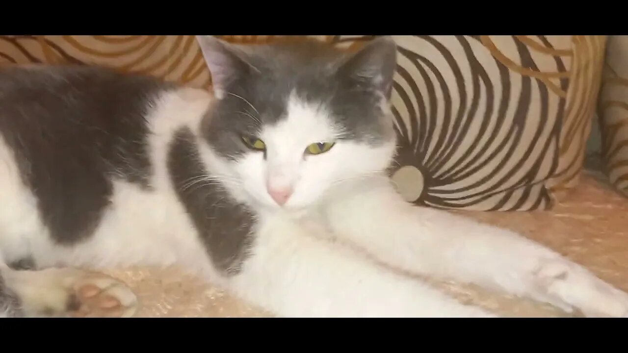 Фоксик Джулия | хитрит | охранница. Foxy Julia | cunning | security guard