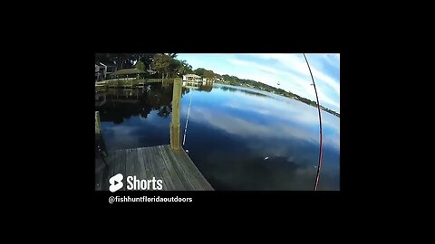 setting the bait