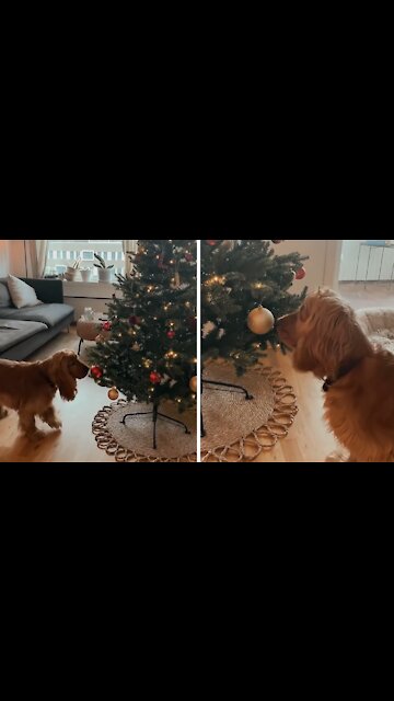 Excited Pup Sees Christmas Tree For The First Time