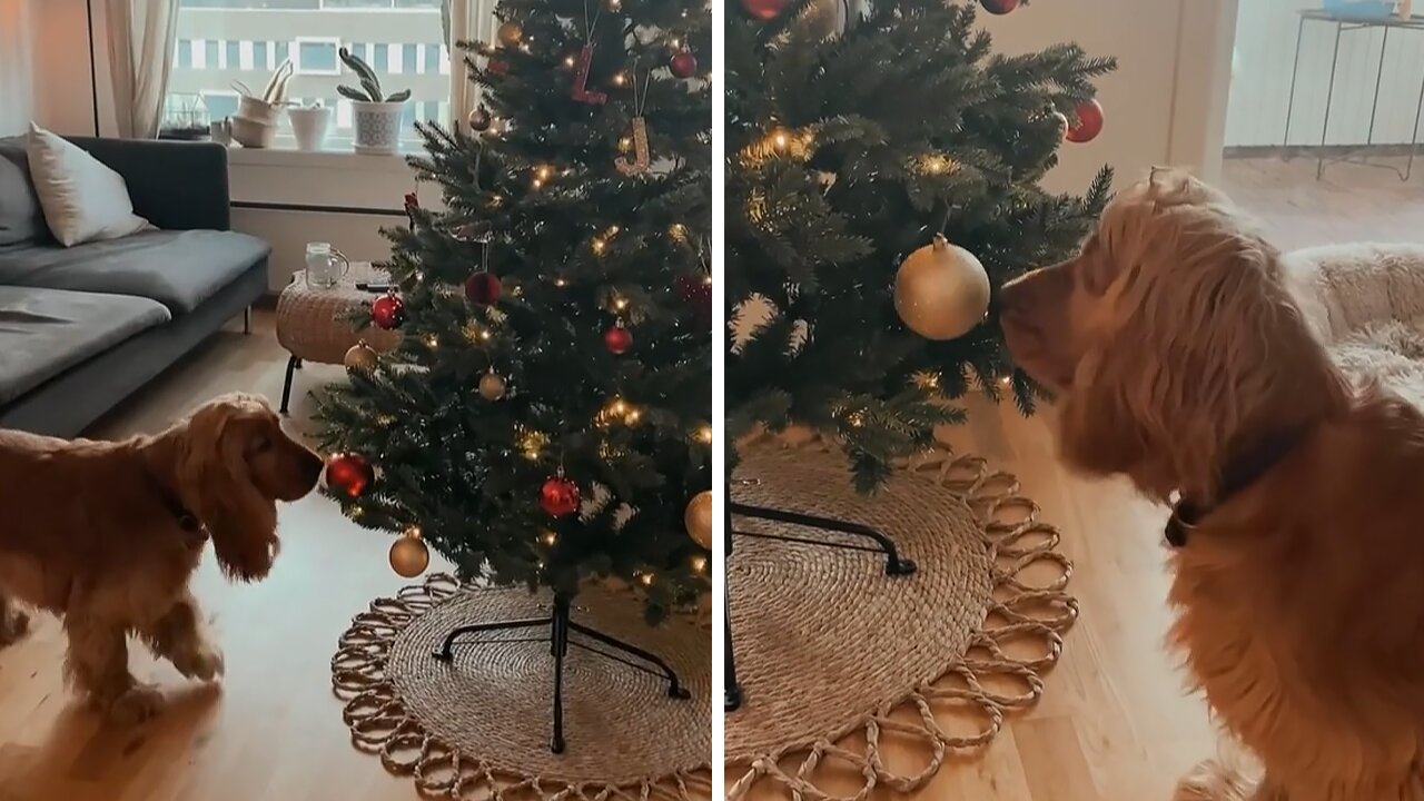 Excited Pup Sees Christmas Tree For The First Time