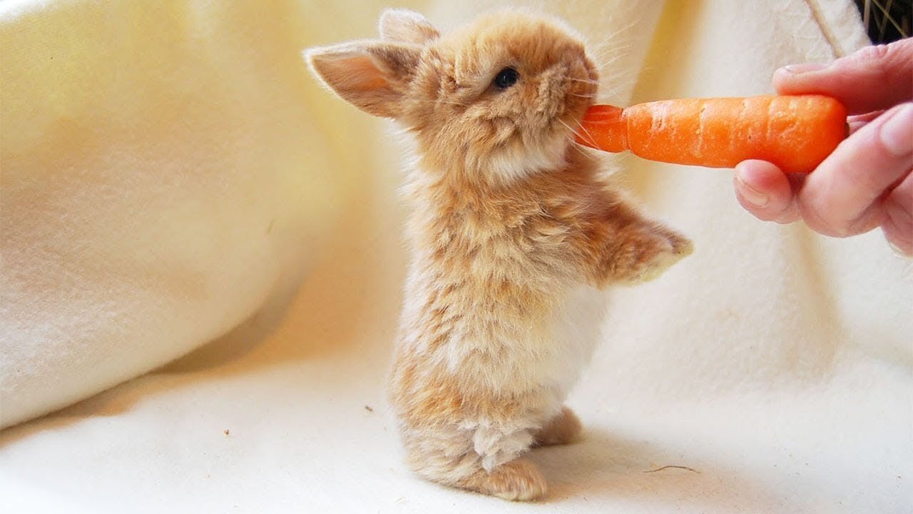 Ultimate Cute And Fluffy Baby Bunny Rabbit