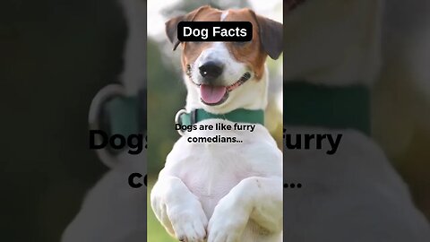 Dog Facts ! Dogs are... #psychologyfacts #shorts