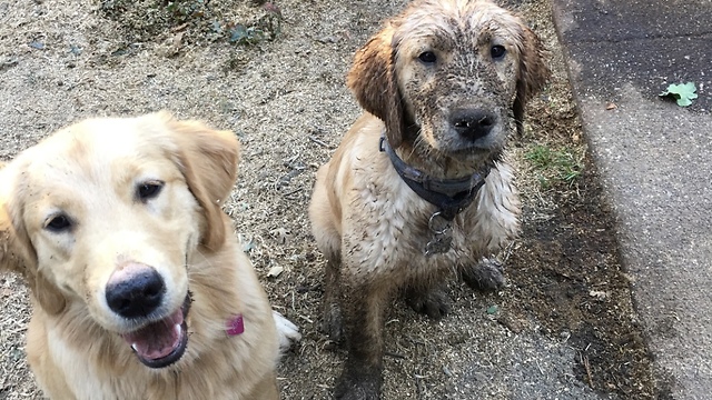 Golden Retriever puppy first time in mud