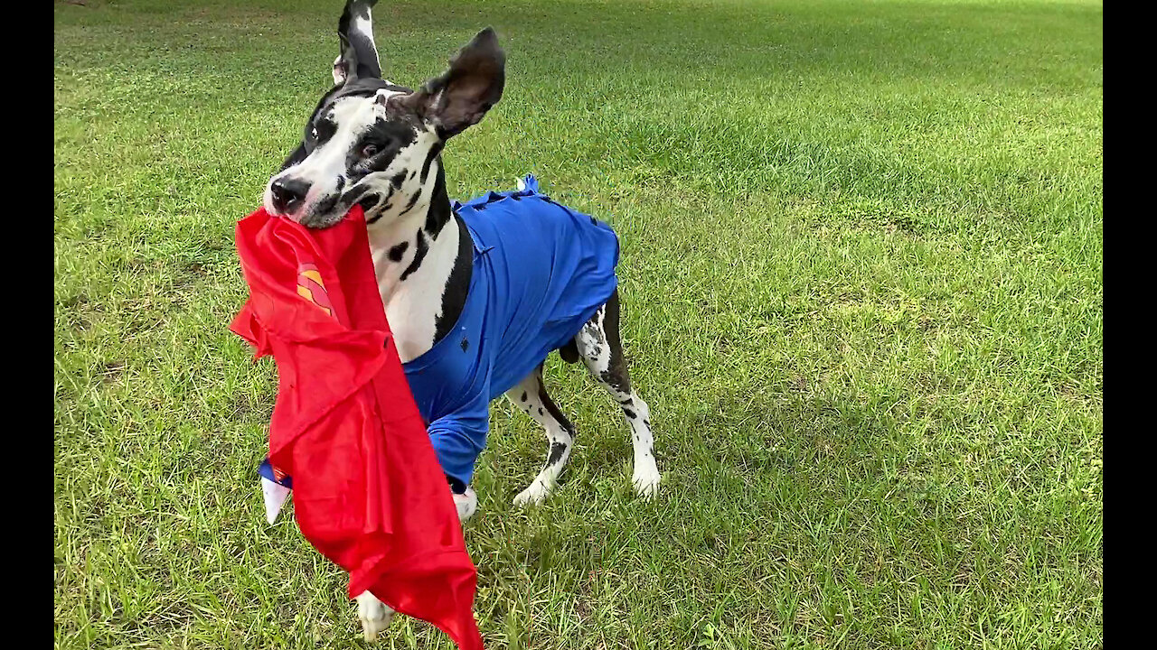Great Dane Leaps And Bounds With His Superman Cape Halloween Costume