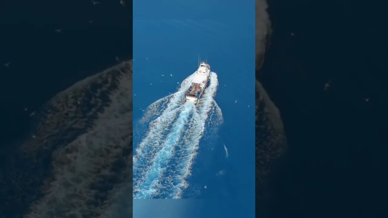 O que é essa coisa que foi encontrada flutuando no meio do mar #shorts