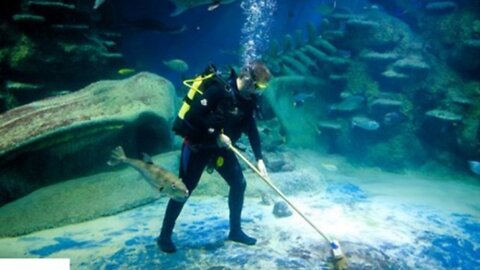 Weird Jobs You Had No Idea Existed || The Tank Shark Cleaner || FACTS || TRIVIA