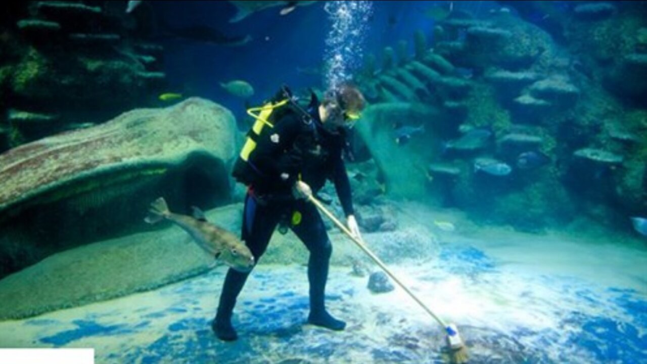 Weird Jobs You Had No Idea Existed || The Tank Shark Cleaner || FACTS || TRIVIA