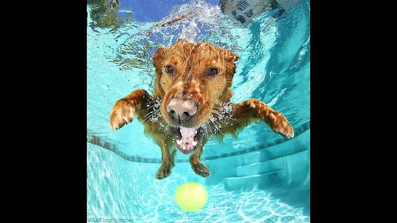 How you can teach your dog to swim