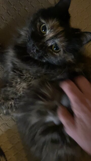 Did My Kitty Miss Me While I Was Away