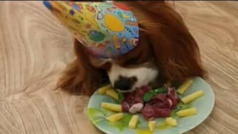 Ce chien fête son anniversaire avec un gâteau