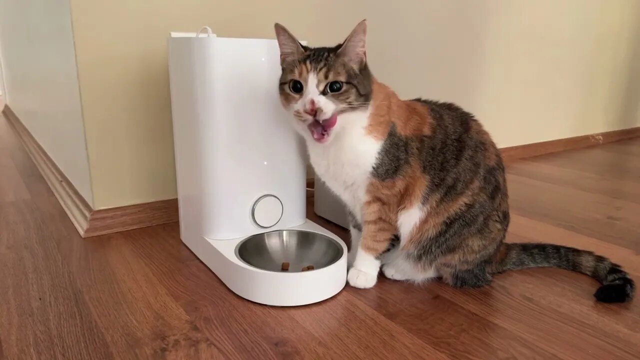 Dilute calico cat Eating feeder and litter sand , Funny cute pets lovers