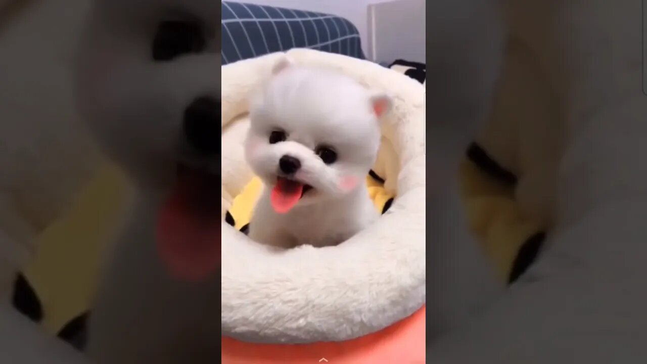 so cute Pomeranian #shorts #ytshort #youtube