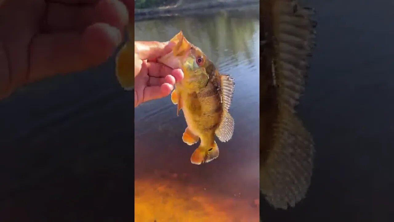 Peacock bass catch!