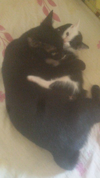 Baby Cat play with her mom and fight his mom to get drunk water