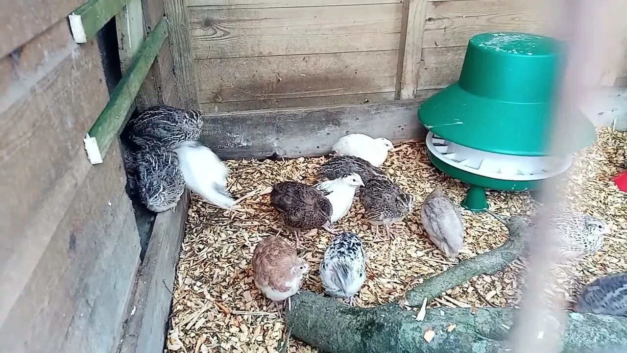 Cortunix Quail - new home