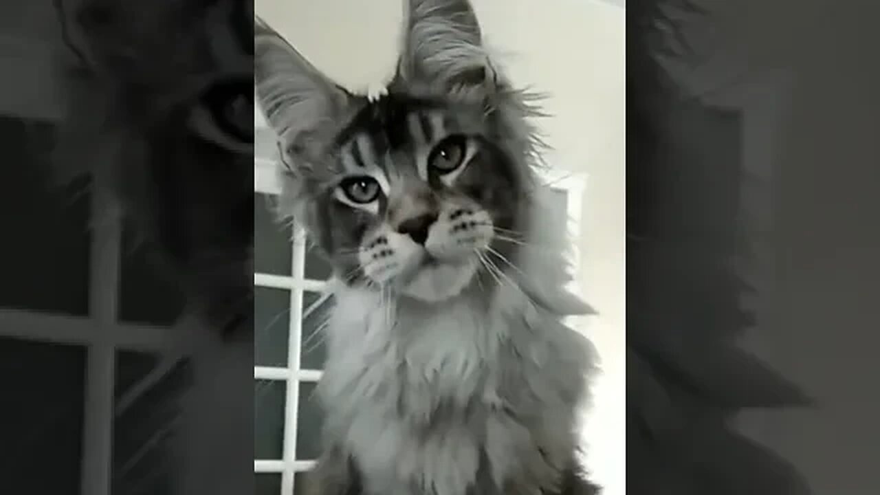 PLAYING CAT VIDEO MEAWWW