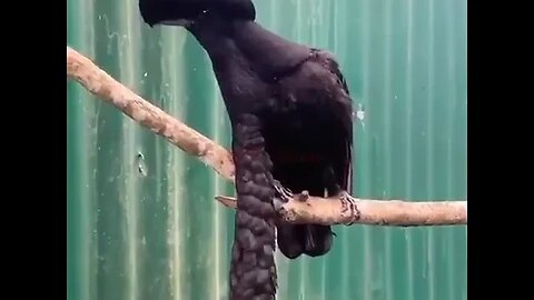 Long Wattled Umbrellabird