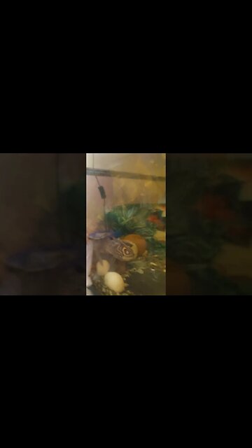 30 Shrimp Vs Turtle 🐢 #shorts #live #fyp