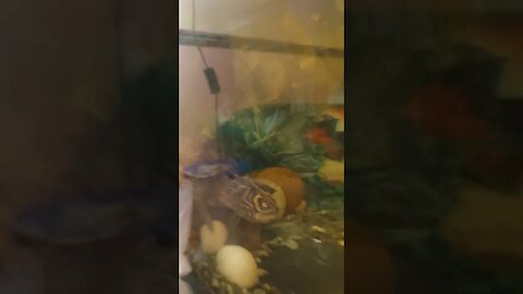 30 Shrimp Vs Turtle 🐢 #shorts #live #fyp