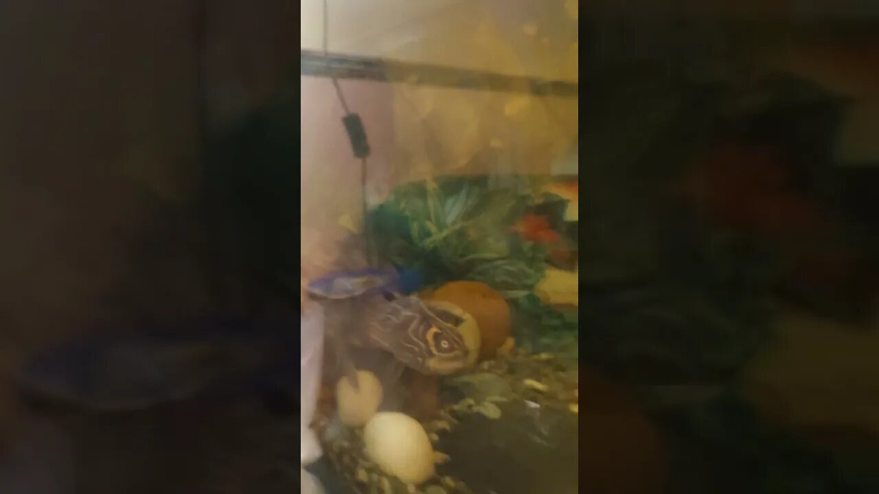30 Shrimp Vs Turtle 🐢 #shorts #live #fyp