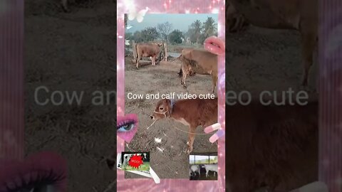 Cute cows and calf video , #shorts#,#cow video#,#calf video#,#calf,#cute#,#cow#,