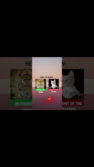 Funny Cat Meme #Shorts 1